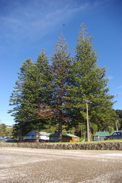 The Norfolk pines pose an impressive roadside backdrop at Tinopai. The second tree from the right shows the effect of the alleged poisoning. 